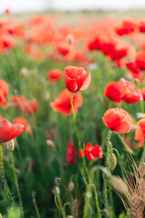 Fototapeta premium Fresh flowers growing in field