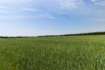 Obraz premium cereal growing business in eastern europe