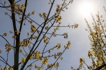 a flowering maple tree in the spring season, a spring park