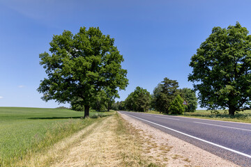 paved road with trees in the forest in sunny weather