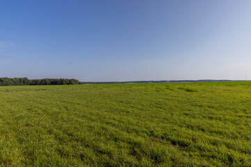 field with grass for harvesting fodder for cows
