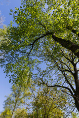 maple trees blooming in spring , close up