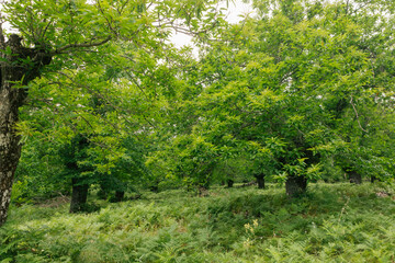 Lush trees in green forest