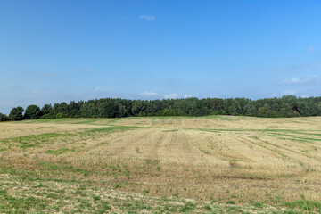 Fototapeta na wymiar a field with grass in late summer or early autumn
