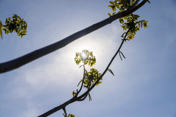 a flowering walnut tree in the spring season, a spring park