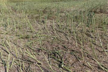 the rapeseed stubble that was left after the harvest