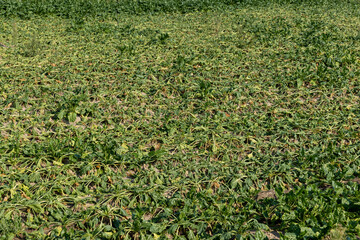a field with withered beets during heat and drought