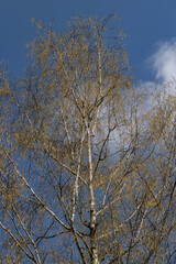 a birch tree without foliage in the spring season