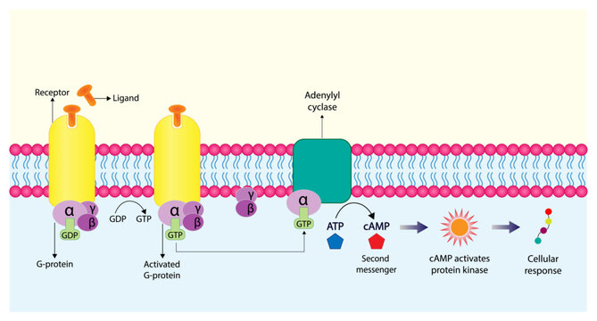 G protein coupled receptor. Structure of a G protein-coupled receptor (GPCR). Cell membrane receptors for ligands binding. cAMP, second messenger, production amplification. vector illustration.