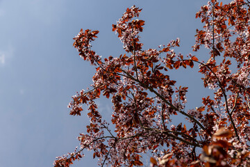 blooming cherry tree with red foliage in the spring season