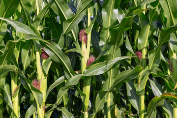Obraz premium green corn during flowering in summer