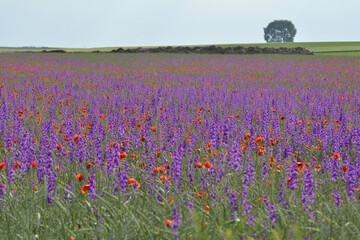 wildblumenwiese