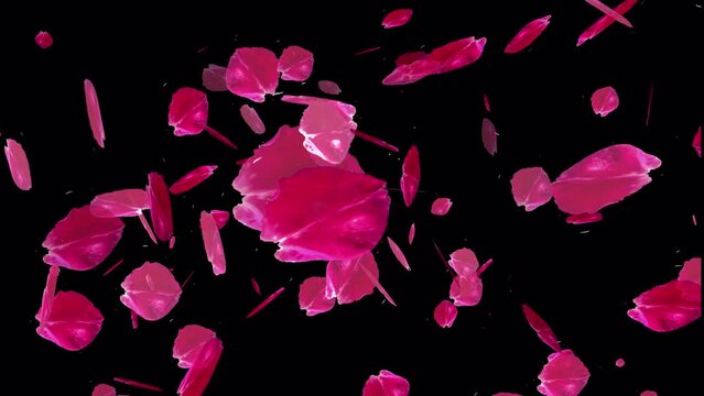 4K Sakura petals falling with alpha channel for overlays , Also good background for scene and titles, logos. Concept of love, romance,Valentine, mother's day, rose day