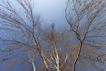 Fototapeta na wymiar a birch tree without foliage in the spring season