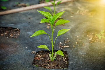 pepper plant in the garden in the early morning.