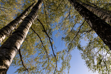 Fototapeta premium Birch grove with tall birch trees in autumn