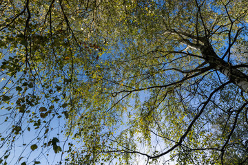 changing the color of foliage on birch trees in autumn weather