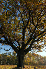 an old huge oak with orange autumn foliage