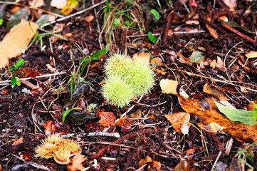 Three Catkin of the Sweet Chestnut