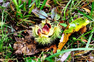 Open Catkin of the Sweet Chestnut