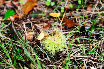 Open Catkin of the Sweet Chestnut
