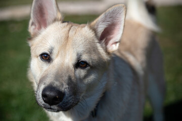 Norwegian Buhund Puppy Closeup Portrait