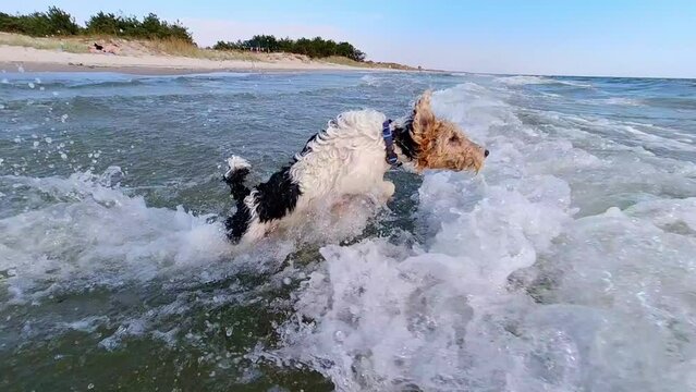 The small dog runs into the ocean and jumps on a wave. Slow Motion