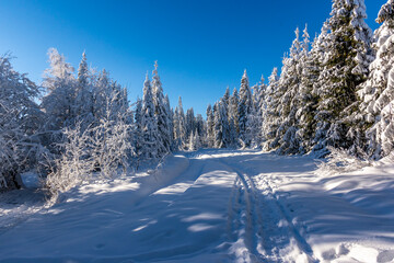 Fototapeta na wymiar Zima w lesie, leśna droga