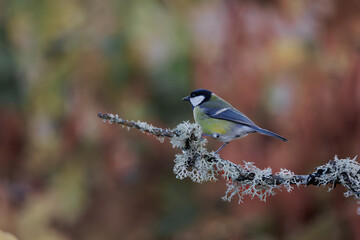 Great tit.- Parus major.
The great tit has arrived in the autumn setting for the photo session
