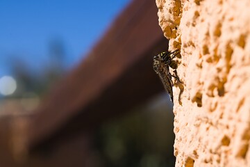 A Machimus atricapillus, perched on a plastered wall in Sardinia, captured in the act with a...