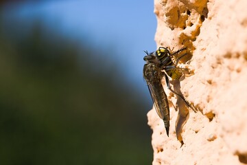 A Machimus atricapillus, perched on a plastered wall in Sardinia, captured in the act with a mid-air wasp. Nature's intricate drama unfolds as the insect world collides on a sunlit surface.