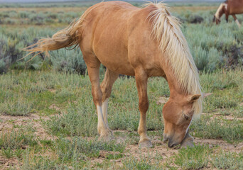 Wild Horse in Summer in the Wyoming Desert