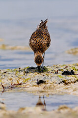 Sibirischer Goldregenpfeifer, Pazifischer Goldregenpfeifer, Tundra-Goldregenpfeifer // Pacific golden plover (Pluvialis fulva) - Île des Pins, Neukaledonien