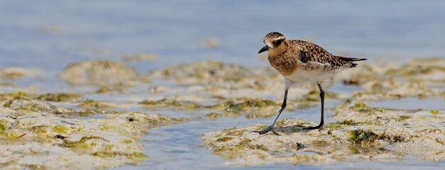 Sibirischer Goldregenpfeifer, Pazifischer Goldregenpfeifer, Tundra-Goldregenpfeifer // Pacific golden plover (Pluvialis fulva) - Île des Pins, Neukaledonien