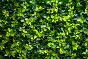 Fototapeta na wymiar Artificial green plant wall, texture background.