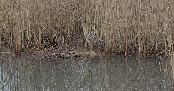 eurasian bittern