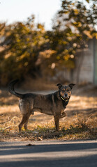 Summer, stray dog with raised paw poses for the camera