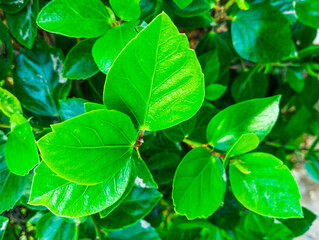Natural green plants leaves texture. Beautiful natural green floral leaves in the garden.