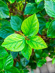 Natural green plants leaves texture. Beautiful natural green floral leaves in the garden.