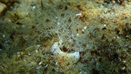 Algae liagora (Liagora viscida) close-up undersea, Aegean Sea, Greece, Halkidiki