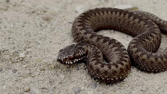 The viper snake (Vipera berus) is breathing heavily, scared and preparing to attack.