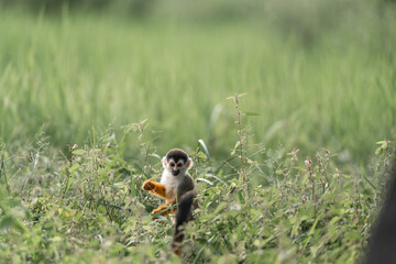 Cute little Squirrel monkey in Costa Rica