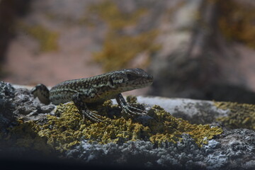 Lizard looking at camera resting on a stone