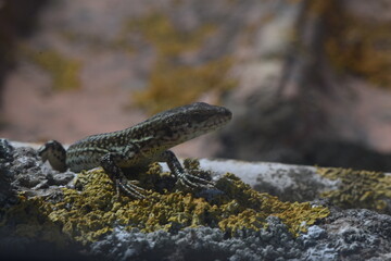 Lizard looking at camera resting on a stone
