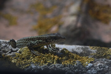 Lizard looking at camera resting on a stone
