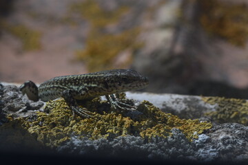 Lizard looking at camera resting on a stone