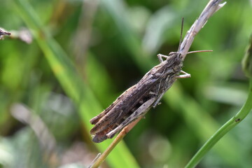 Gray grasshopper clinging to a twig © Oberce