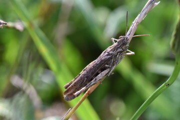 Gray grasshopper clinging to a twig