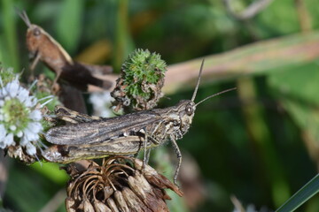 Gray grasshopper in full courtship