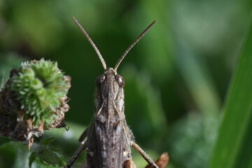 Apical photo of the head of a grasshopper